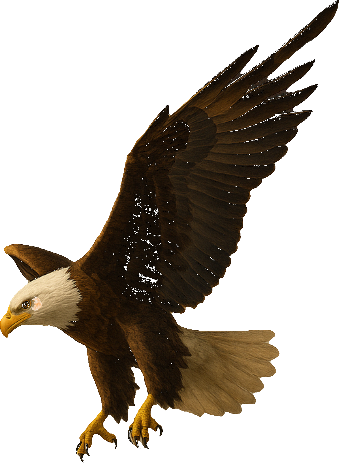 Canonical Zain The Eagle